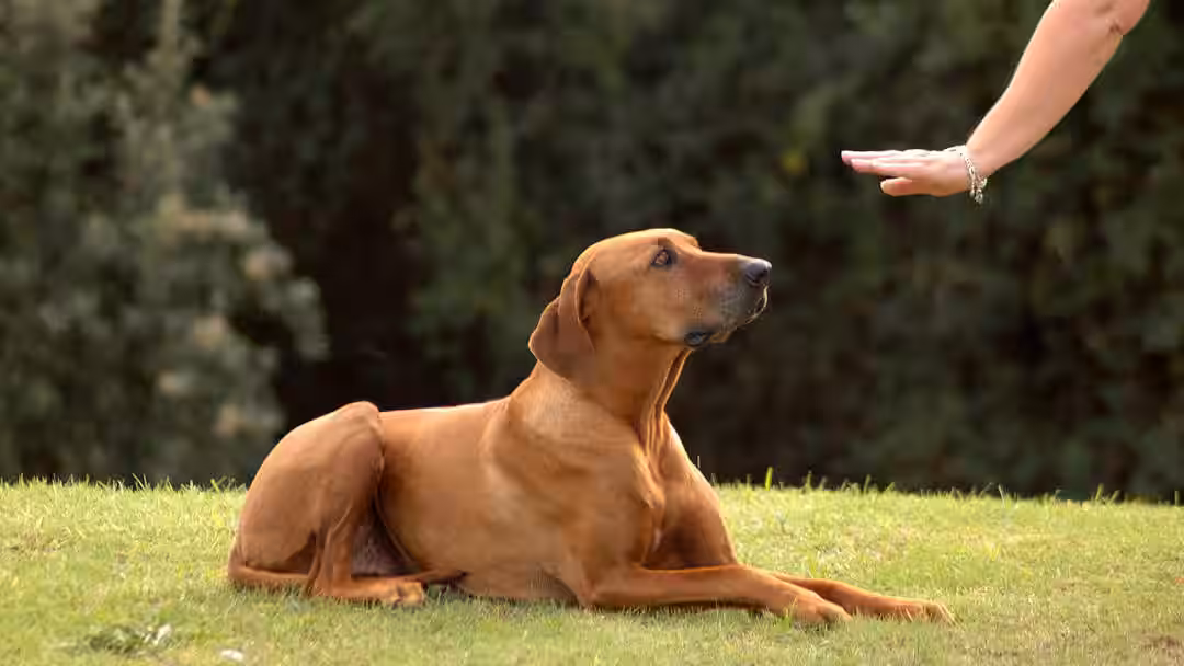 Pet Training in Ahmedabad